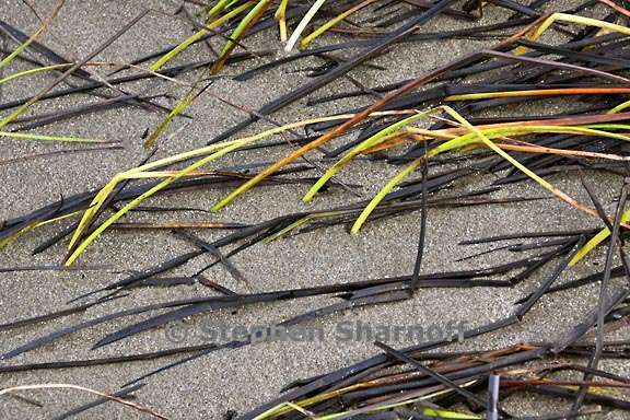 grass and sand 3761 2 graphic